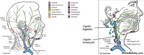 Lymph Nodes Pptx داحمد اورخان Muhadharaty