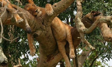 I think it's bad news for the english game / we're not creative enough, and the difference between three lions and all other songs before it, including world in motion, is it was the first song properly to be about football and actually to describe the experience of being an england fan. The Brave Tree Climbing Lions of Ishasha Wilderness Plains