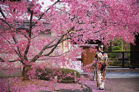 Conoce La Maravillosa Leyenda De Sakura Una Historia Japonesa Sobre