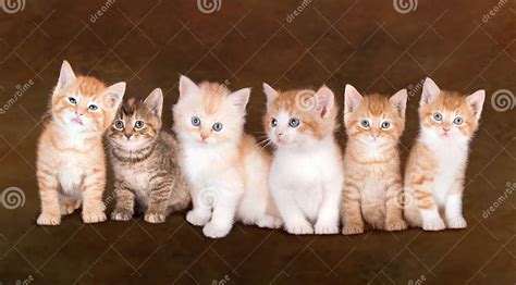 Kitten Siblings Stock Image Image Of Newborn Litter 7081747