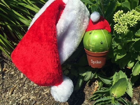 This mimics what happens in the wild in nature when the days get shorter. DIY Christmas Cactus Ornament - Christmas Crafts ...