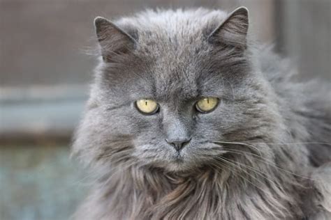 Why Do Persian Cats Look Angry Complete Guide