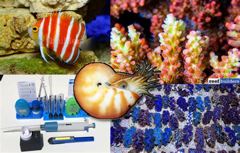 Top 10 Reef Aquarium Stories Of 2019 Reef Builders The Reef And