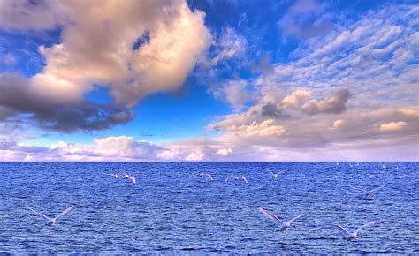 Tapeta Na Monitor Příroda Moře Nebe Labutě