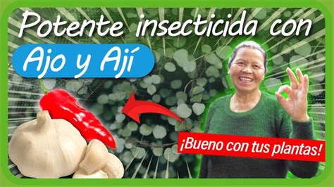 C Mo Hacer Un Insecticida Casero Para Plantas Con Ajo Y Aj Super