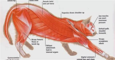 Cat Anatomy Muscle Diagram