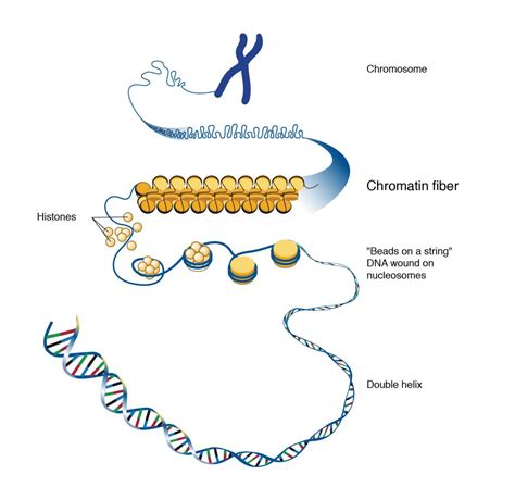 12 3 organization of dna in the cell college biology i