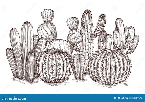 Hand Drawn Cactus Western Desert Cacti Mexican Plants In Sketch Style