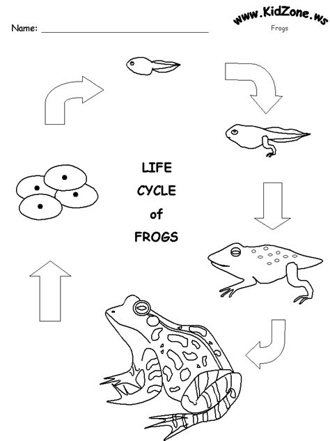 Advanced coloring pages of people. Frog Life Cycle Coloring Page - Coloring Home