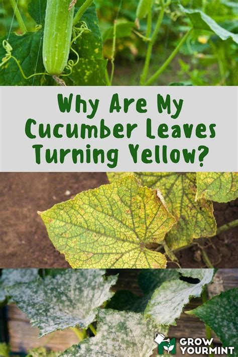 Cucumber plants (cucumis sativus), grown in home gardens for everything from salads and pickling to beauty aids, are hardy in u.s. Sitemap | Cucumber leaves turning yellow, Cucumber plant ...