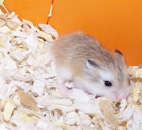 Female Roborovski Dwarf Hamster For Sale Adoption From Wisbech England Cambridgeshire Adpost