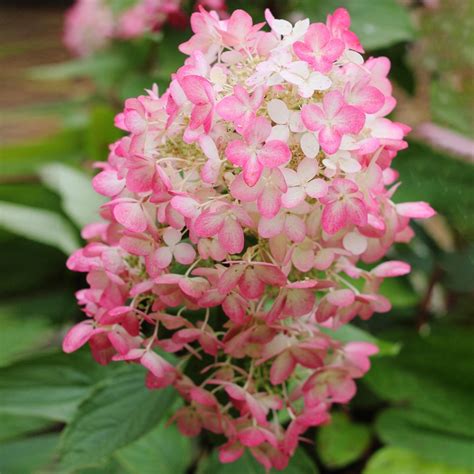 Hydrangea Pan Diamand Rouge Plants For Sale Free Uk Delivery