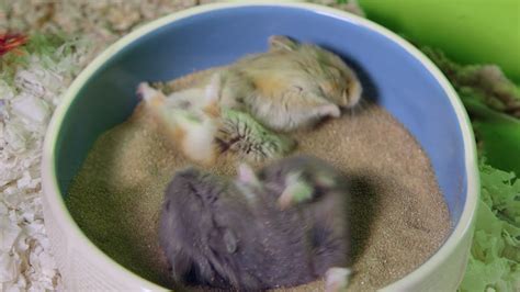 Cute Hamsters Go Crazy In Sand Bath Youtube