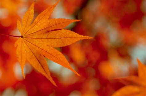 All About Fall Leaves And Foliage Petal Talk