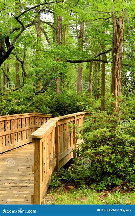 Wooden Bridge Pathway Into The Woods Portrait Stock Image Image Of