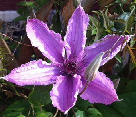 Same day flower delivery alnwick florists by flowers by julie florist your local flower shop, send flowers, wedding flowers & funeral flowers. Hagley | Garden, Plants, Flowers