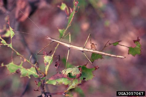 Call wild west pest management to schedule your pest inspection. Forest Pest Insects in North America: a Photographic Guide