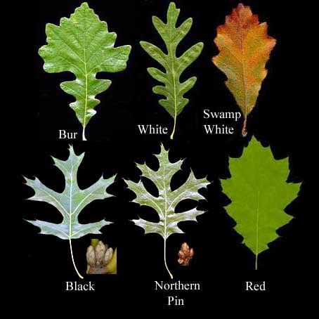 There are plants that are almost leaves: Adventures in Field Botany / Fagaceae