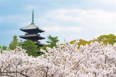 The Million Yen Temple Experience Kyotos Ninnaji