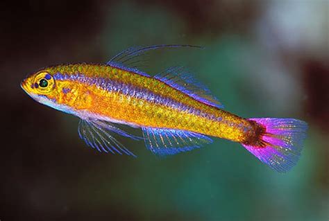 Trimma Goby Trimma Caudomaculatum Saltwater Fish For Sale