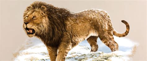 Camels are well known for their ability to survive the hot and dry conditions of the desert, but a study scientists have unearthed the fossilised remains of a giant species of camel in canada's high arctic. Beringian Lion | Yukon Beringia Interpretive Centre