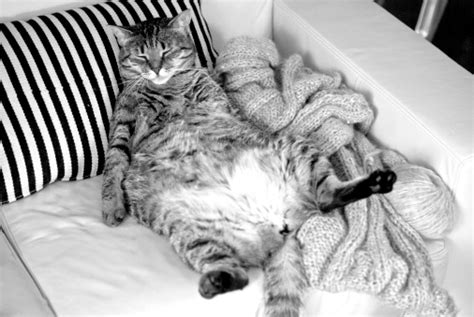 Lazy Fat Cat Sleeping On The Couch Stock Photo Download Image Now