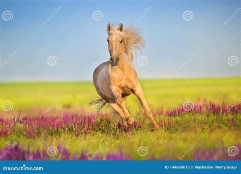Palomino Horse Run Stock Image Image Of Brown Cremello 144668615