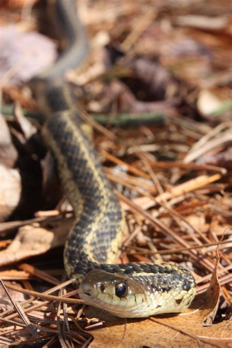 Eastern Garter Snake Thamnophis Sirtalis Se Massachusetts