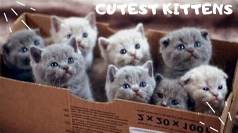 Cutest Kittens Compilation 2020 Funny And Best Kitten