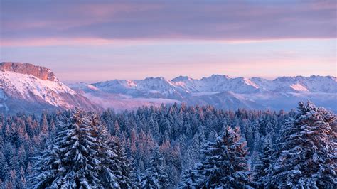 France Mountain Forest With Fir Trees Covered With Snow