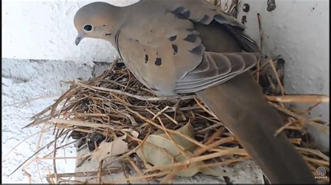 Knowing about how long it will take for your snake eggs to hatch is awesome and relieves some stress. Can You Move A Mourning Dove Nest With Eggs - MORNING WALLS