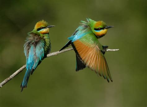 Interesting Bird Facts Birds Of Eden Free Flight
