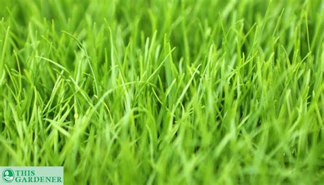 Tall Fescue Vs Perennial Ryegrass 10 Main Differences And Which Is The