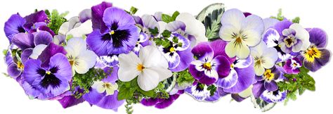 Lihat ide lainnya tentang bingkai bunga, bunga, bingkai. Download Gambar Bunga Format Png - Gambar Bunga