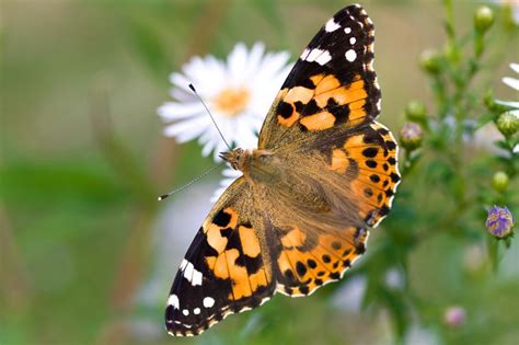 Millions Of Butterflies Flying To Scotland In Once In A Decade