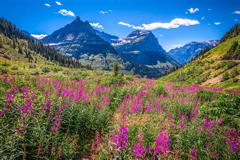 Glacier National Park Montana Wildflower Superbloom Elliot Mcgucken