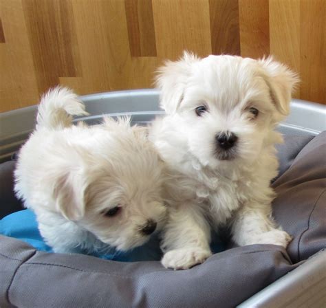 Maltese acres offers maltese puppies to residents in texas, oklahoma, arkansas, and louisiana. Maltese Puppies For Sale | Houston, TX #328667 | Petzlover