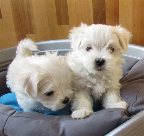 Puppies for sale, cute puppies, yorkie poo puppies, yorkies, shihtzu's shih poo's, shih chon's, maltese, malti. Maltese Puppies For Sale | Houston, TX #328667 | Petzlover