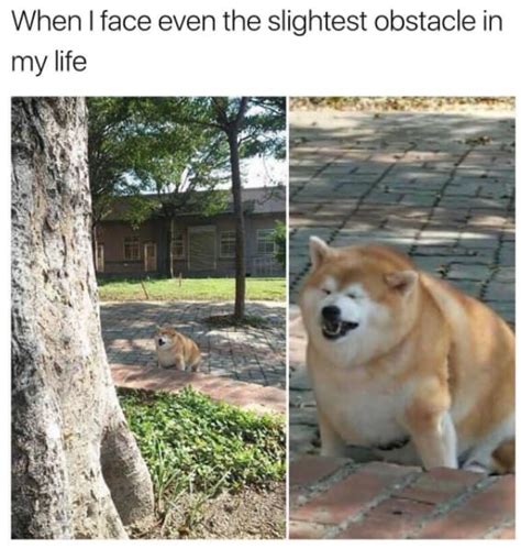 45 Dog Memes That Are Guaranteed To Put You In A Good Mood Funny Dog