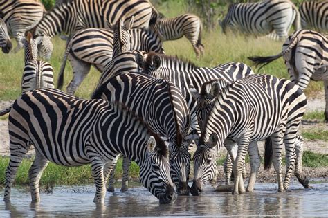 Chobe National Park Botswana Chris Hill Wildlife Photography