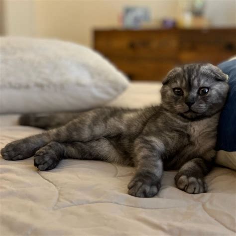 Scottish Fold Kittens For Sale Health Guarantee Kitten Breeders