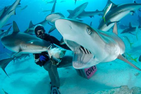 Shark Diving Stuart Coves Bahamas Dive Shop And Tours