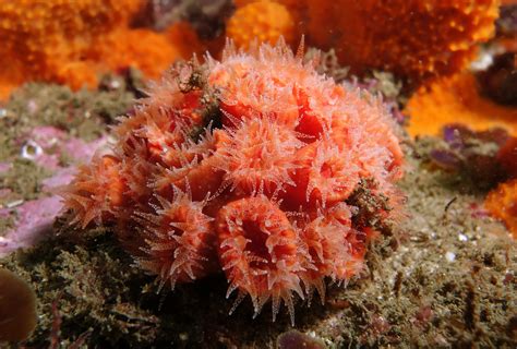 Fileorange Cup Coral Wikimedia Commons