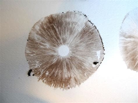 Mushroom Spore Prints 5 Steps With Pictures Instructables