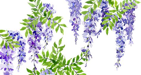 Wisteria Clipart Png Download Wisteria Original Size Png Image