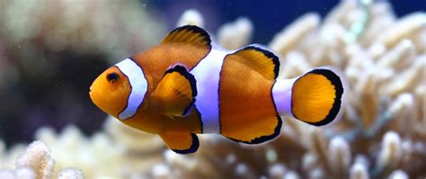 Fort Wayne Children's Zoo | Percula Clownfish