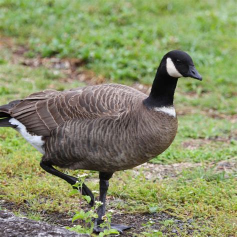 Hawaiʻi Birding Trails Cackling Goose