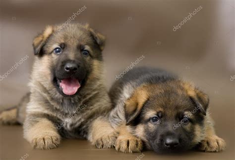 Brown German Shepherds Puppies