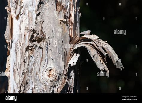 Close Up Of Eucalyptus Trunk With Peeling Layers Of Bark Nature