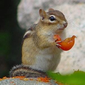 Yes they can eat tomatos but they can also eat mice,many tipes of bugs,even snakes!!!! Chipmunks - Cute Critters or Rotten Pests? - The Grow ...